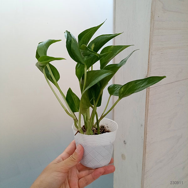 観葉植物 ポトス テルノジャック 3号ポット ...の詳細画像1