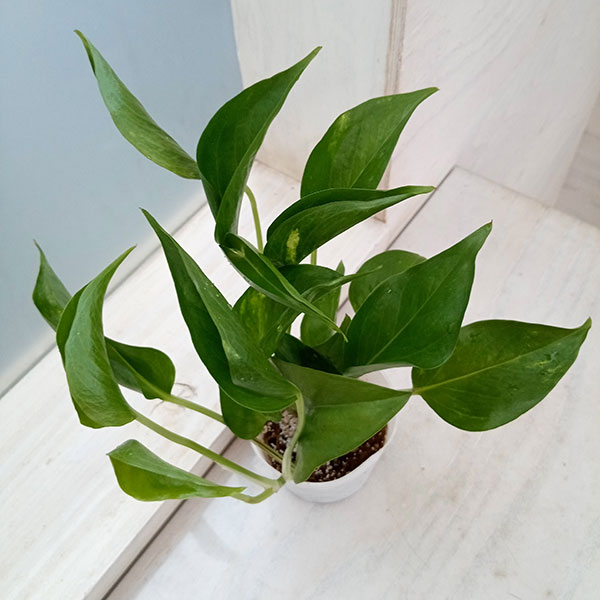 観葉植物 ポトス テルノジャック 3号ポット ...の詳細画像2