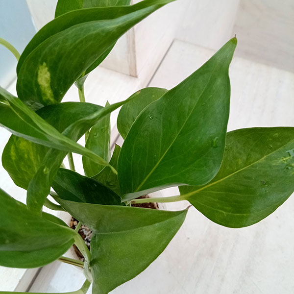 観葉植物 ポトス テルノジャック 3号ポット ...の詳細画像3