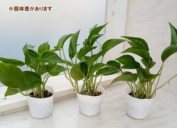 観葉植物 ポトス テルノジャック 3号ポット ...の詳細画像4