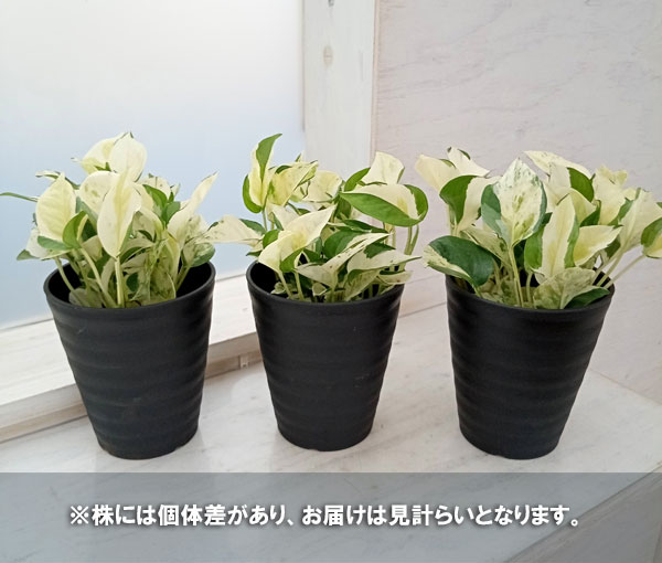 観葉植物 ポトス グローバル 4号鉢入り 加藤...の詳細画像4