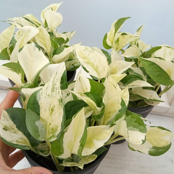 観葉植物 ポトス グローバル 4号鉢入り 加藤...の詳細画像5