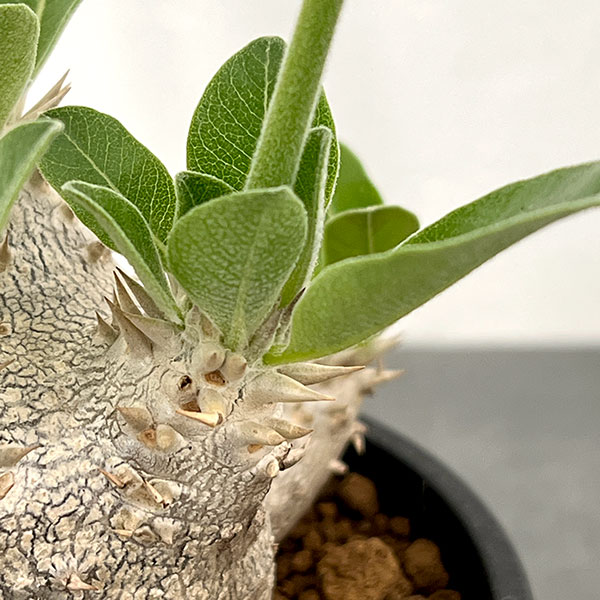 パキポディウム 恵比寿大黒 観葉植物 観葉植物 パキポディウム 恵比寿大黒（実生株） 3.5号鉢植え ザ