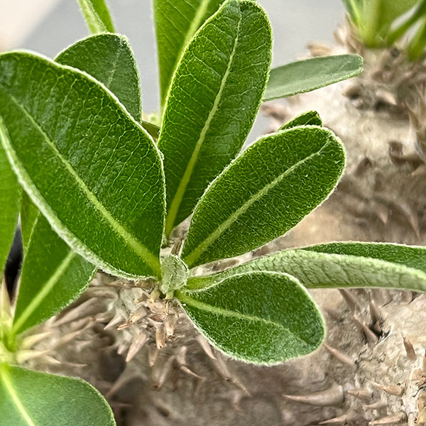 観葉植物 パキポディウム 恵比寿大黒（実生株） 3.5号鉢植え ザ