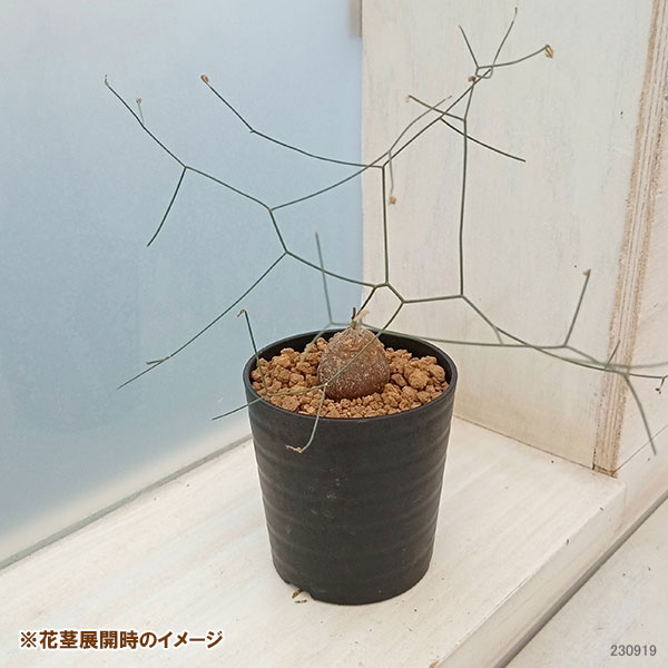 観葉植物/ドリミア（シゾバシス）：イントリカータ　2.5号鉢｜engei｜06