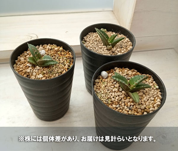 観葉植物 アガベ：チタノタ シーザー（凱撤） 3号鉢植え - 通販