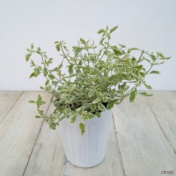 草花の苗 ミントブッシュ モンシェリー3号ポットの詳細画像1