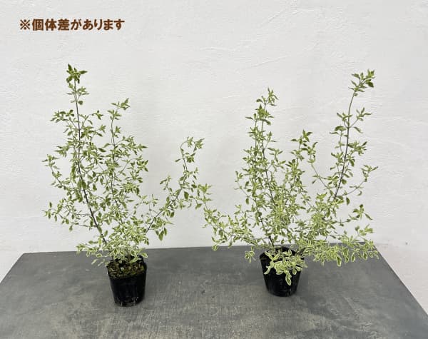草花の苗 ミントブッシュ モンシェリー3号ポットの詳細画像3