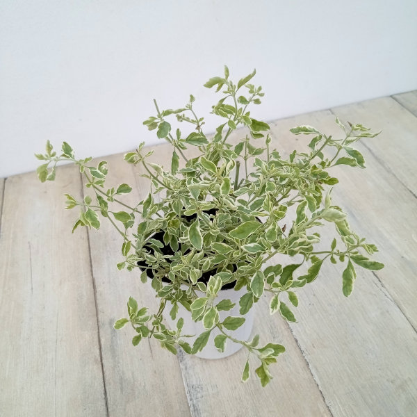 草花の苗 ミントブッシュ モンシェリー3号ポットの詳細画像2