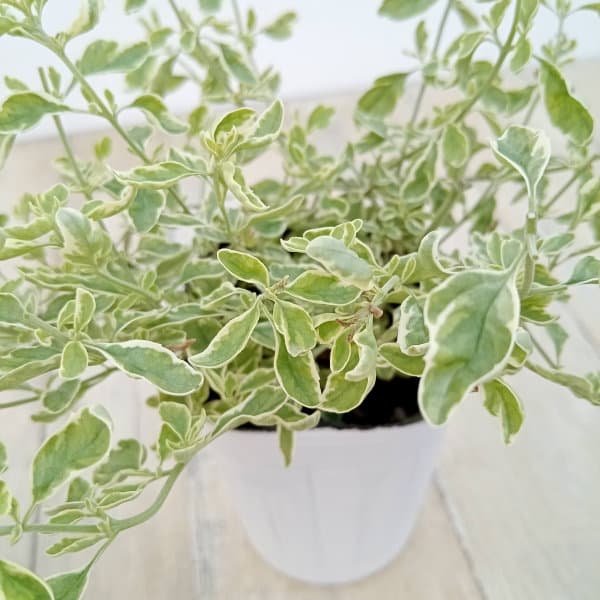 草花の苗 ミントブッシュ モンシェリー3号ポットの詳細画像3