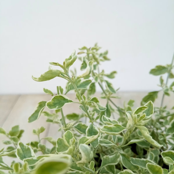 草花の苗 ミントブッシュ モンシェリー3号ポットの詳細画像4