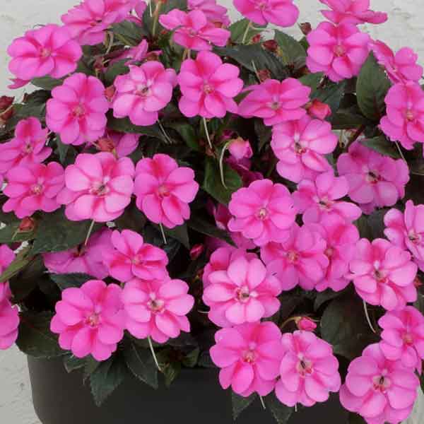 草花の苗 棚卸セール (わけあり特価)サンパチ...の詳細画像1