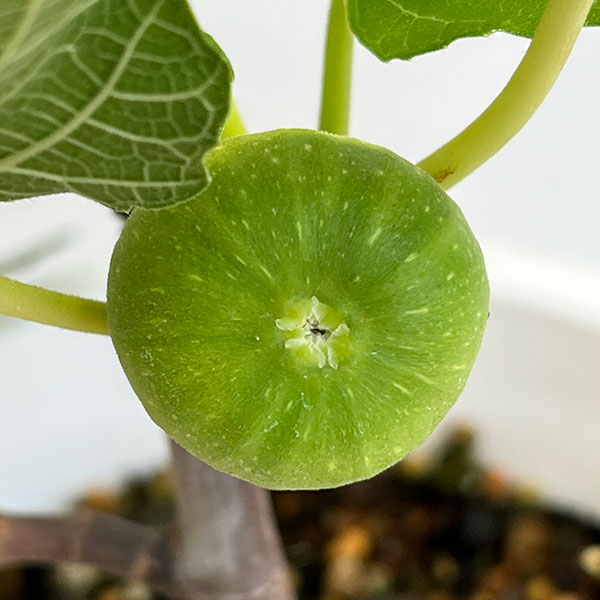 果樹の苗 イチジク ブリジャソットグリース6号鉢植え 実付き : 園芸