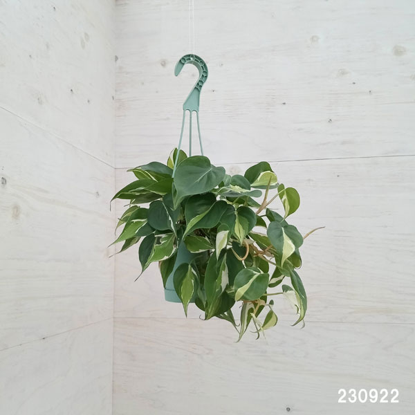 観葉植物 フィロデンドロン オキシカルジウム ...の詳細画像1