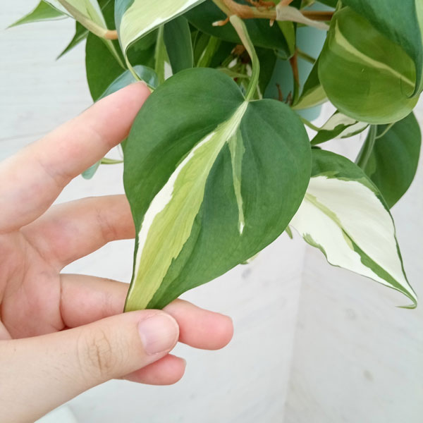 観葉植物 フィロデンドロン オキシカルジウム ...の詳細画像4