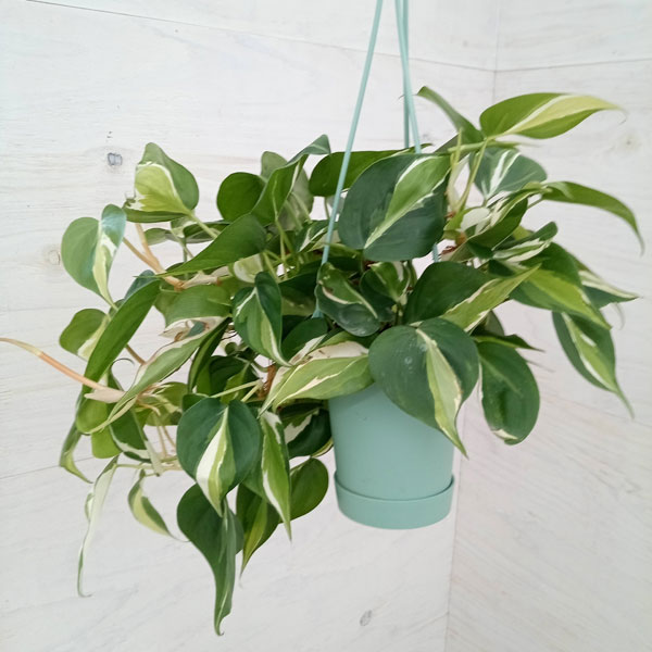 観葉植物 フィロデンドロン オキシカルジウム ...の詳細画像2