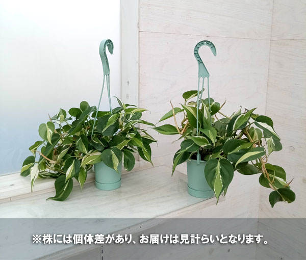 観葉植物 フィロデンドロン オキシカルジウム ...の詳細画像3