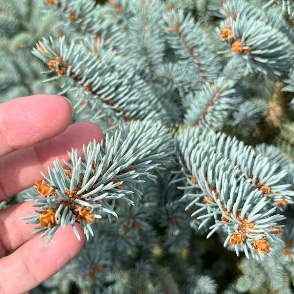 プンゲンストウヒ ホプシー（コニファー、針葉樹）｜苗木、植木 | 花