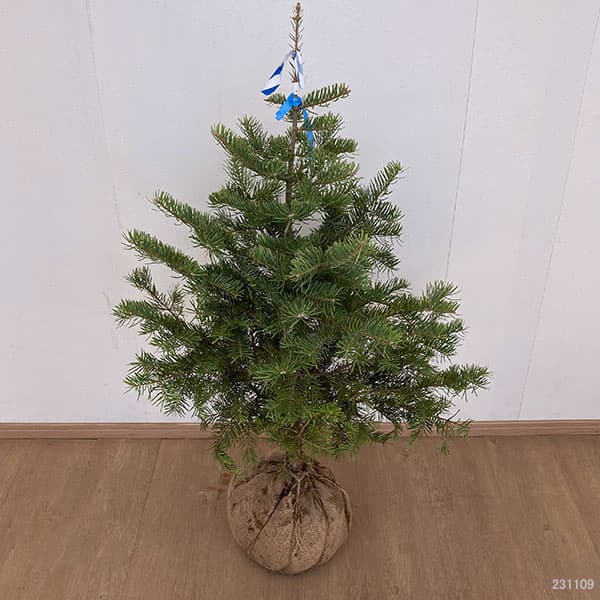 花木 庭木の苗/コロラドモミ樹高1m根巻き  O1766162494(17164円)