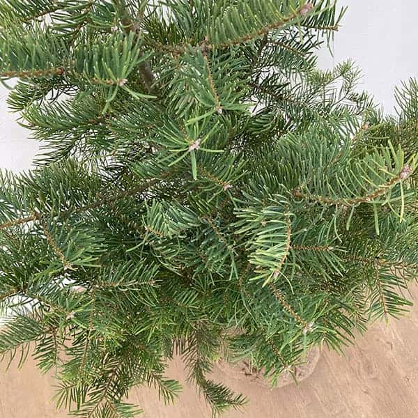 花木 庭木の苗/コロラドモミ樹高1m根巻き O1766162494 (17164円)