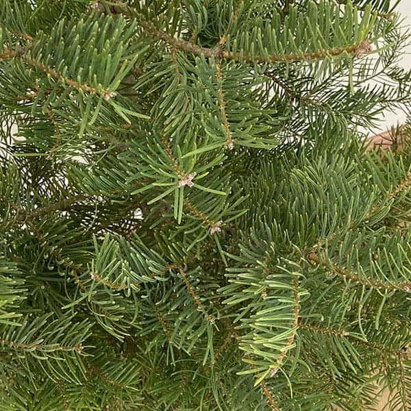 花木 庭木の苗/コロラドモミ樹高1m根巻き O1766162494 (17164円)