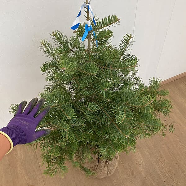 花木 庭木の苗/コロラドモミ樹高1m根巻き  O1766162494(17164円)