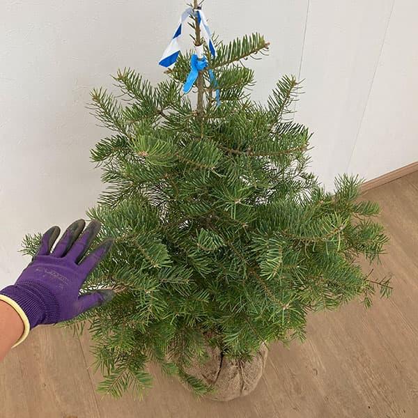 花木 庭木の苗/コロラドモミ樹高1m根巻き O1766162494 (17164円)