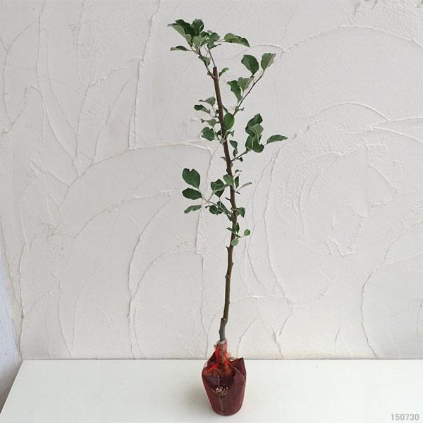 果樹の苗/リンゴ：コウギョク（紅玉）4〜5号ポット｜engei｜02