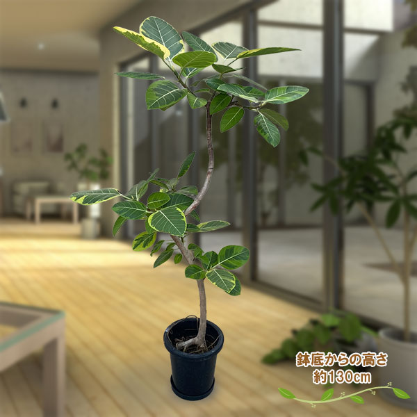 フィカスアルテシマ ゴムの木のおすすめ人気商品一覧 通販 - Yahoo