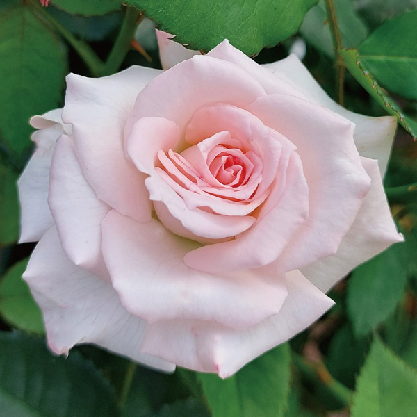 切り花品種バラ苗　レアバラ 　イヴＮｏ.♡ Rose バラ 苗 イブのおすすめ人気商品一覧 通販 - Yahoo!ショッピング