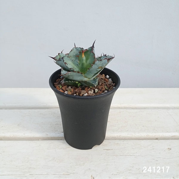 陶器 植木鉢 4点セット カタチ製作所 アガベ Amazon｜植木鉢 4点セット セラミック サボテン鉢 小型植木鉢