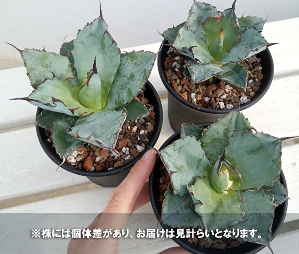 8 セローム　6号　幹立ち　幹上がり　観葉植物　フィロデンドロン　八丈島産 7 セローム 6号 幹上がり 個性的 八丈島産 フィロデンドロン