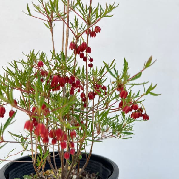 紅花ドウダンツツジのおすすめ人気商品一覧 通販 - Yahoo!ショッピング