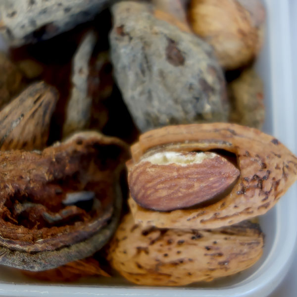 果樹の苗 アーモンド4〜5号ポット |  | 05