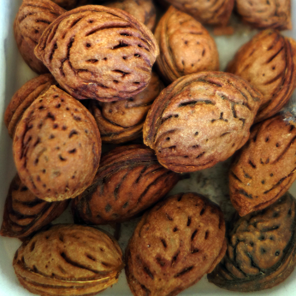 果樹の苗 アーモンド4〜5号ポット |  | 06