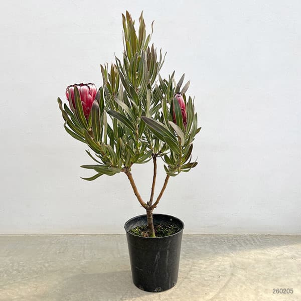 プロテア 苗（苗木、植木） | 花、ガーデニング のおすすめ人気商品