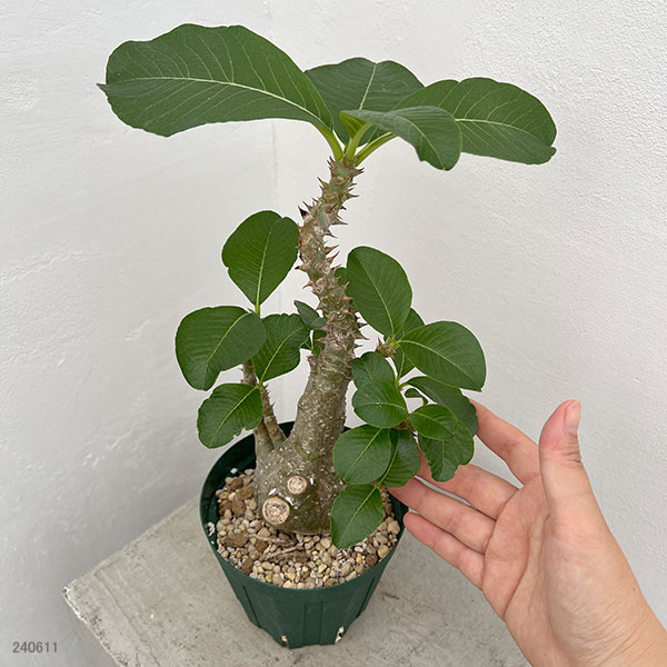 観葉植物/パキポディウム：ウィンゾリー（実生） 4号鉢植え23-02