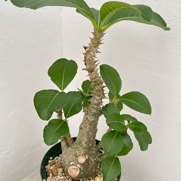 観葉植物 パキポディウム ウィンゾリー（実生） 4号鉢植え23-02 : 園芸