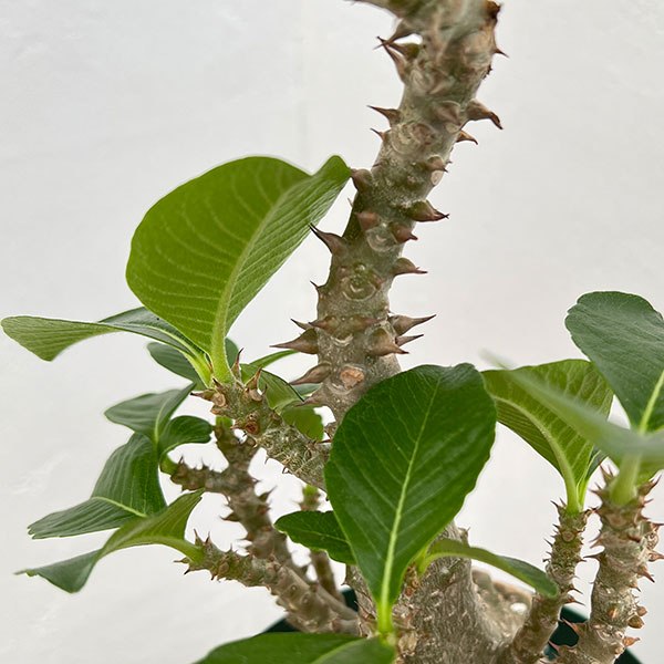 観葉植物 パキポディウム ウィンゾリー（実生） 4号鉢植え23-02 : 園芸