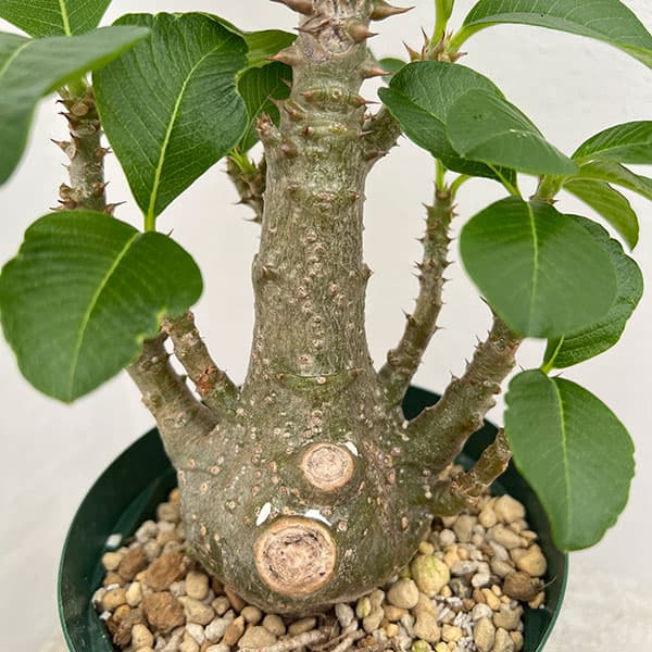 観葉植物/パキポディウム：ウィンゾリー（実生） 4号鉢植え23-02