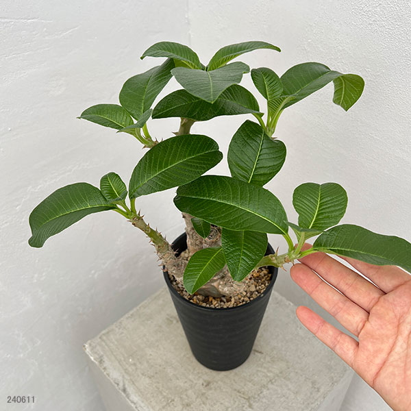 観葉植物 パキポディウム ウィンゾリー（実生） 4号鉢植え23-04 : 園芸