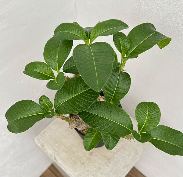 観葉植物 パキポディウム ウィンゾリー（実生） 4号鉢植え23-04 : 園芸