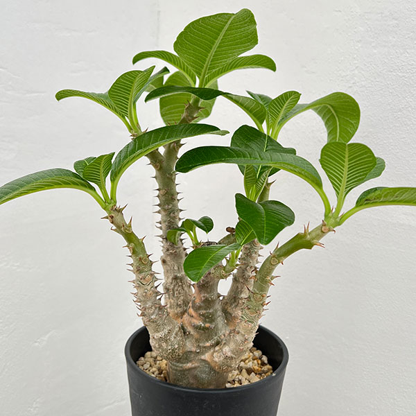 観葉植物 パキポディウム ウィンゾリー（実生） 4号鉢植え23-04 : 園芸