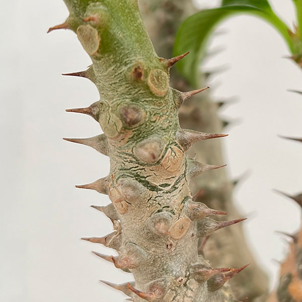 観葉植物 パキポディウム ウィンゾリー（実生） 4号鉢植え23-04 : 園芸
