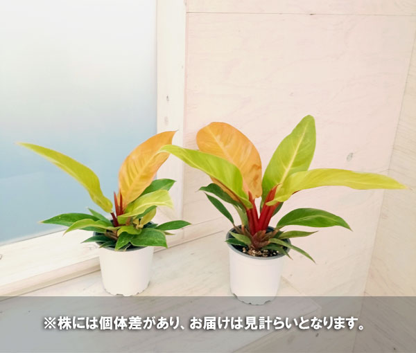 フィロデンドロン プリンスオブオレンジのおすすめ人気商品一覧 通販