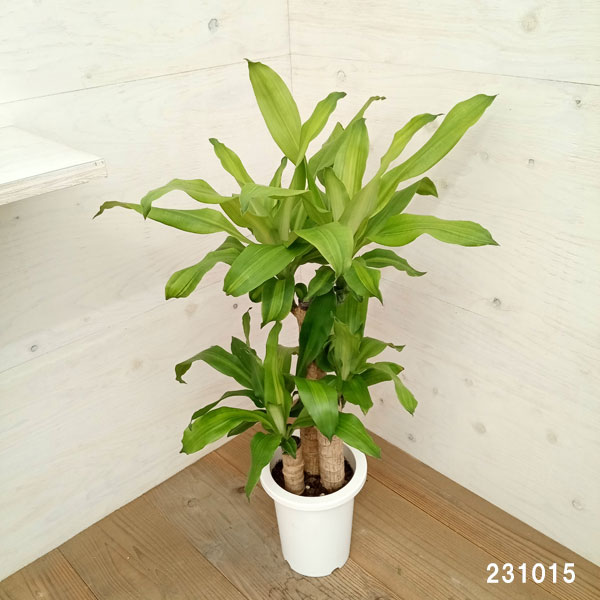 観葉植物/ドラセナ:マッサンゲアナ 7号鉢植えの詳細画像1