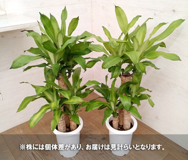 観葉植物/ドラセナ:マッサンゲアナ 7号鉢植えの詳細画像5