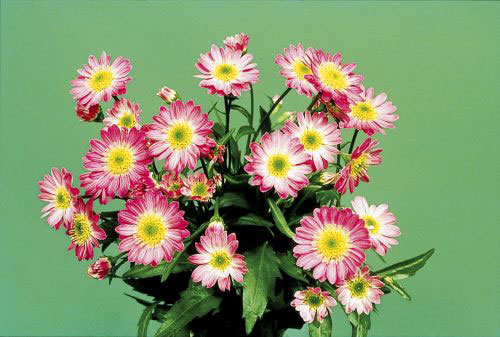 山野草の苗 ミヤコワスレ 瀬戸の乙女 3号ポット苗の詳細画像3