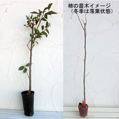 果樹の苗/カキ（柿）：さいじょう（西条）4〜5号ポット｜engei｜02