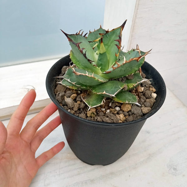 観葉植物/アガベ：チタノタ バナナピール 5号鉢植え23-01 : 園芸ネット